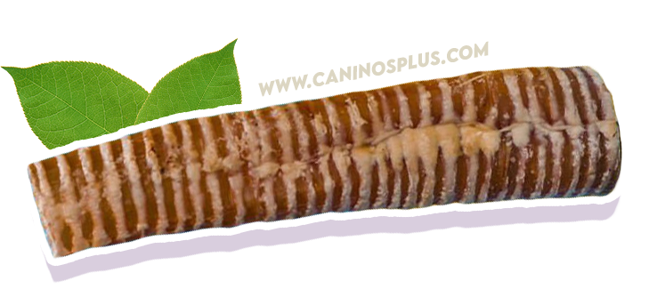 caninos plus bullystick buy usa canada natural food for dogs chew dog